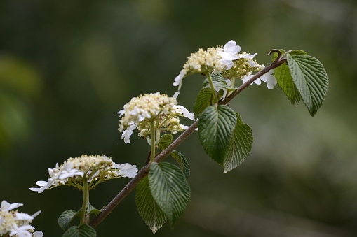 Three common Hawthorne buds on the branch with a blurred background.