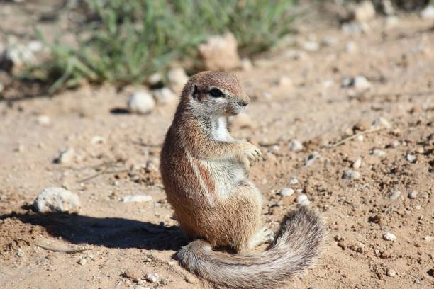 istock Brown squirrel on the ground during a hot day 1417686390
