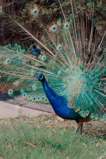istock Colorful peacock showing its tail 1417686411