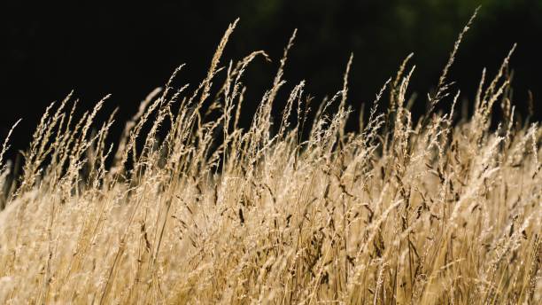 istock Brown grass in the field getting blown by the wind 1417686496