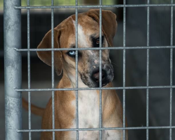 istock Closeup shot of a Treeing Cur looking into the camera 1417686585