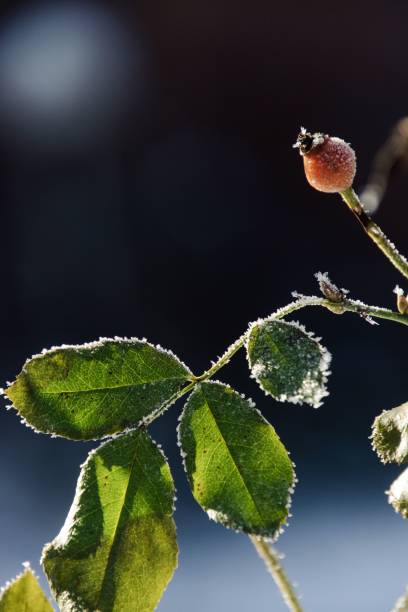 istock Vertical closeup of rosehip covered with light layer of ice. 1417686903