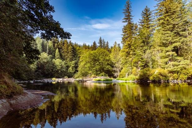 istock Lush green forest reflected in a lake 1417688332