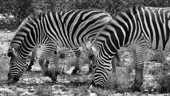 A grayscale shot of grazing zebras.