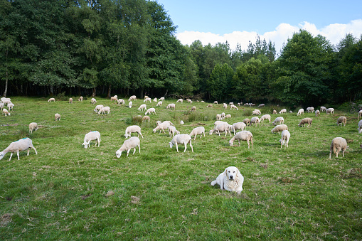 Flock of sheep being herded into a pen by a farmer and his sheepdog.