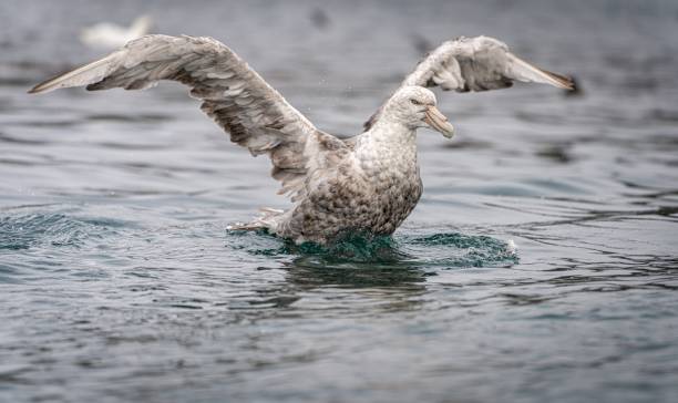 istock Giant petrel (Macronectes giganteus) in flight over Drake Passage 1417690787