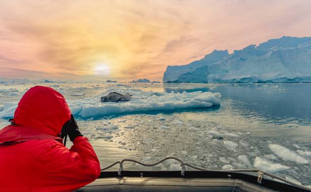 antarktistouristen beobachten einen seeleoparden (hydrurga leptonyx) sehr genau vom tierkreis aus auf einer eisscholle in der cierva cove - südpolarmeer stock-fotos und bilder