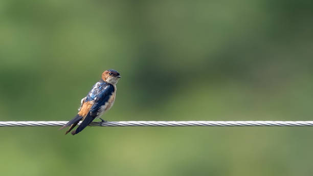 red-rumped swallow (Cecropis daurica) red-rumped swallow (Cecropis daurica) red rumped swallow stock pictures, royalty-free photos & images