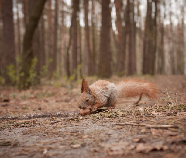 istock The squirrel found a walnut in the forest 1417694638