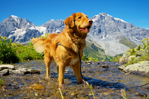 Toller outdoors in the italian alps