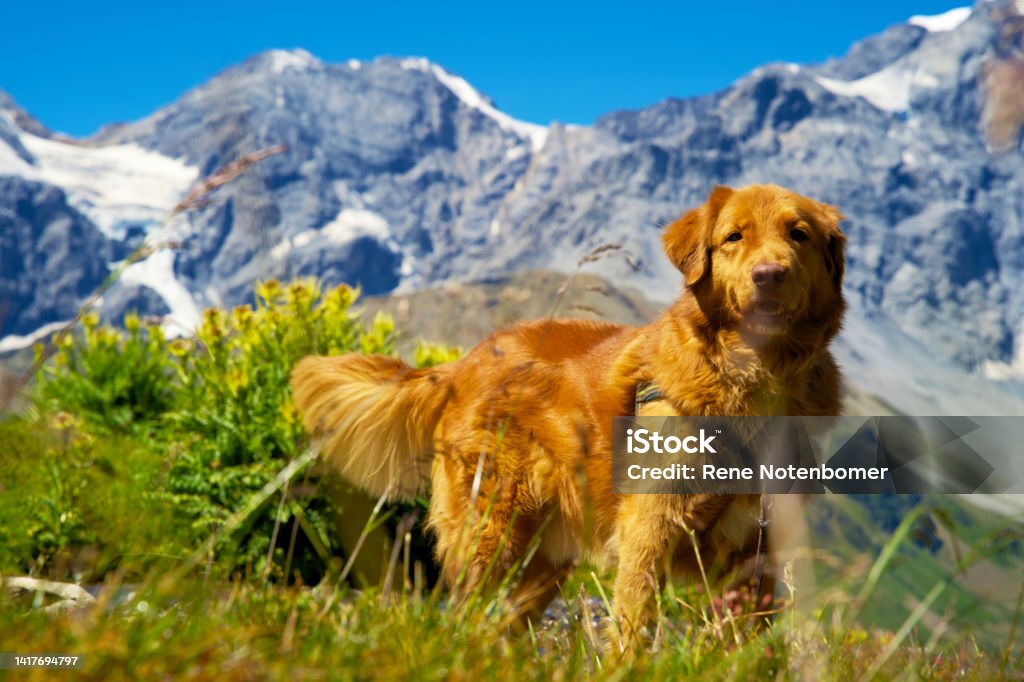 Nova scotia duck tolling retriever in the austrian mountains on an alpine meadow with rocks Toller outdoors in the italian alps Affectionate Stock Photo