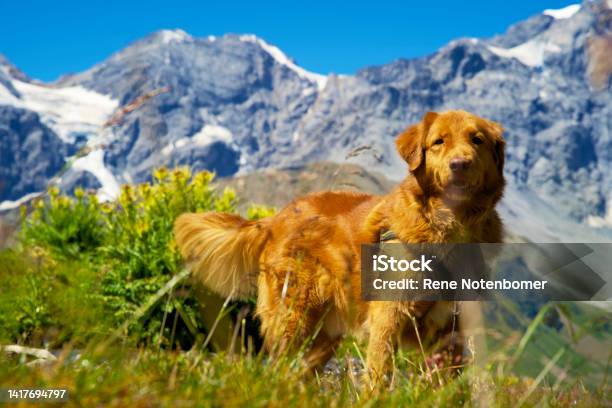 Nova Scotia Duck Tolling Retriever In The Austrian Mountains On An Alpine Meadow With Rocks Stock Photo - Download Image Now