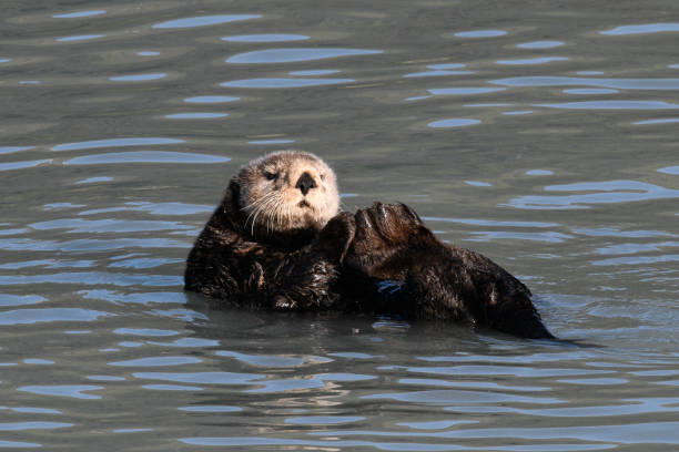 istock Lone Sea Otter 1417694799