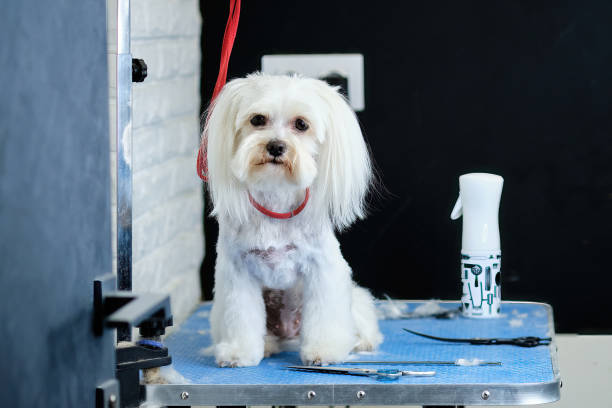 istock Charming Maltese lapdog on the grooming table 1417695029