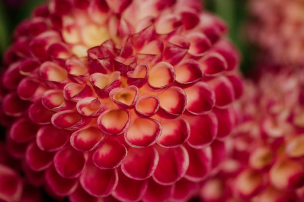 istock Dahlia flowers 1417695325