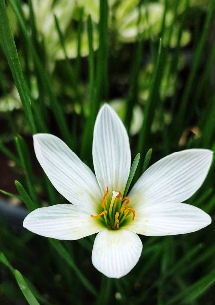 istock White Flower Head With Green Background 1417696776