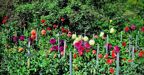 A beautiful multicolored garden of dahlia varieties