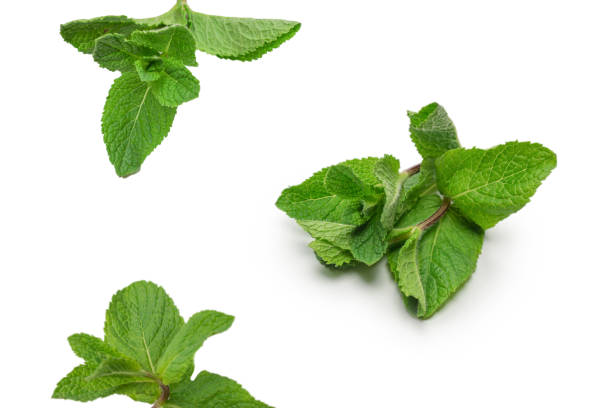 istock Fresh mint leaves isolated on white background. 1417697269