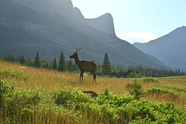 istock Young elk (Cervus canadensis) stands in lush meadow 1417697333