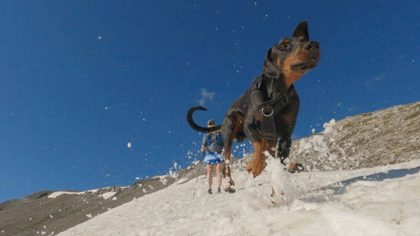 Snow flies through air