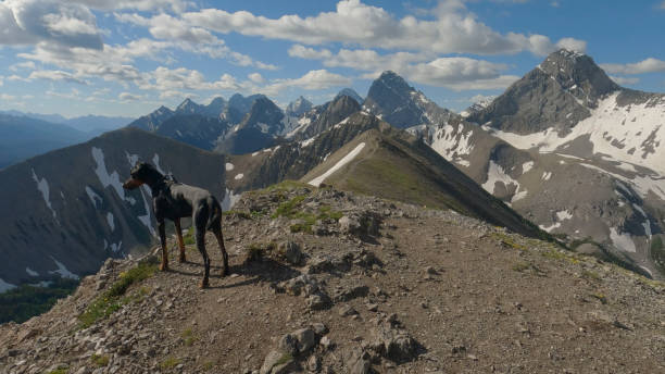 istock Dog (Doberman Pinscher) pauses on mountain ridge 1417698991