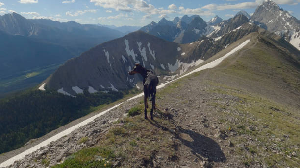istock Dog (Doberman Pinscher) pauses on mountain ridge 1417699179