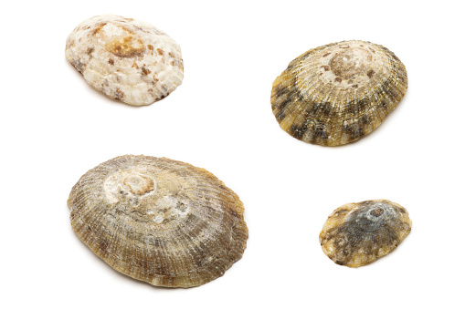 Close-up picture of different sized common limpets (Patella vulgata) on a white background