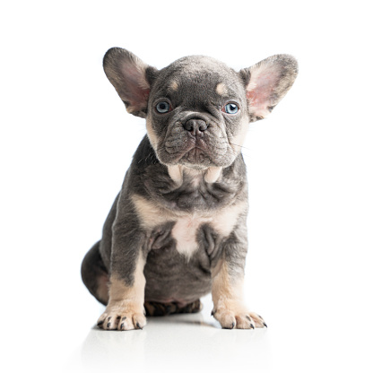 2 month old French Bulldog Grey Puppy portrait