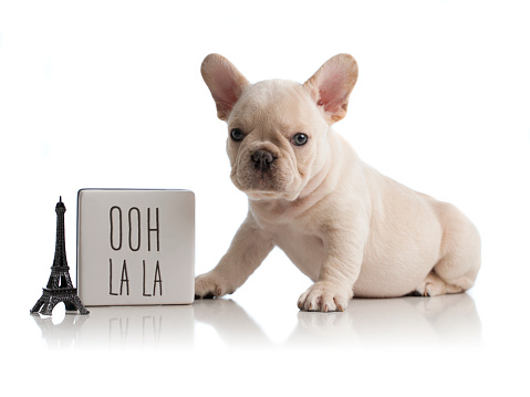 French Bulldog Platinum Quad Puppy portrait