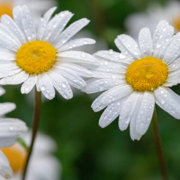 istock Chamomile with early dew in meadow. 1417704028