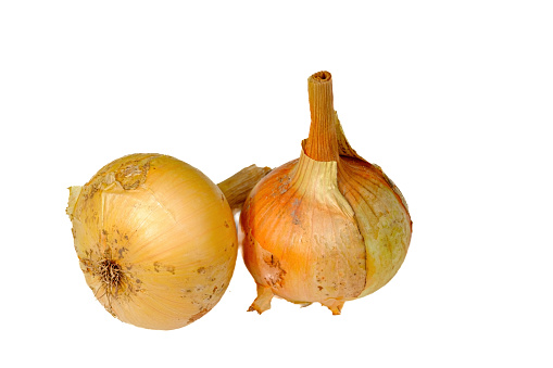 Onion. Vegetable. Two golden bulbs on a white background.