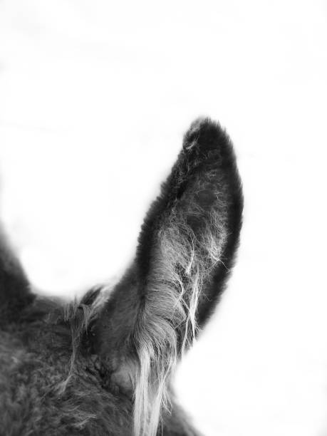 detalle de la oreja de burro en blanco y negro. - orejas de burro fotografías e imágenes de stock