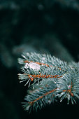 istock Close up of fir tree branches in water drops covered with melting snow. Real spring, winter background 1417706730