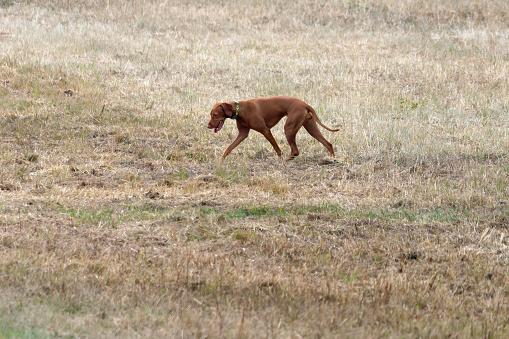 Hungarian Vizsla dog walking in the meadow