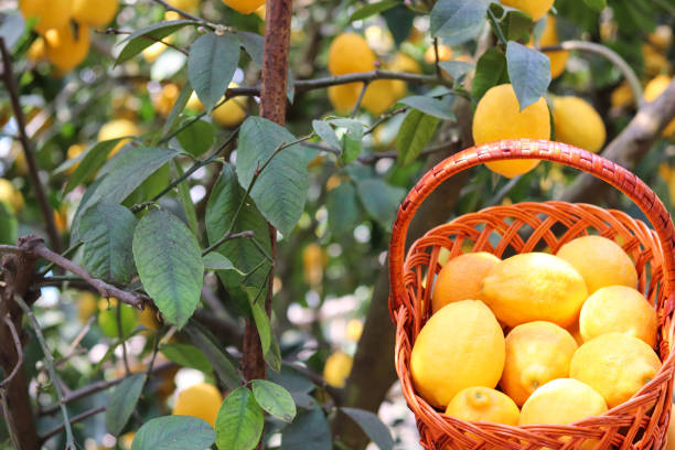 istock wicker basket with ripe lemons 1417706956