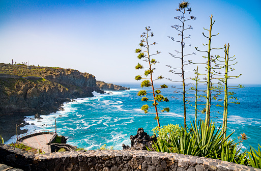 View over the north coast of Tenerife with a flowering group of agave in the foreground.
