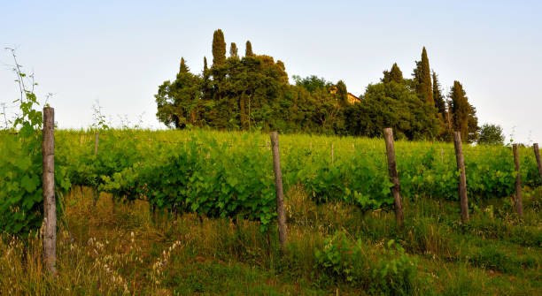 istock Peccioli tuscany Italy 1417707017