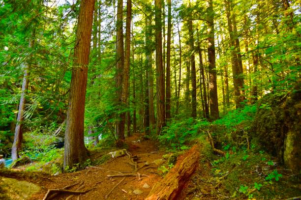istock British Columbia, Canada 1417707070