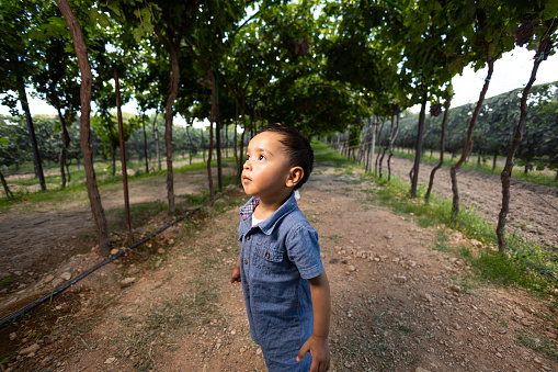 Child playing in the vineyard