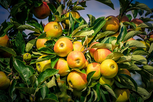 Apple tree in the Altes Land near Hamburg