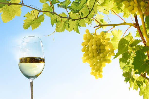 istock glass with white wine and grapevines against blue sky 1417712604