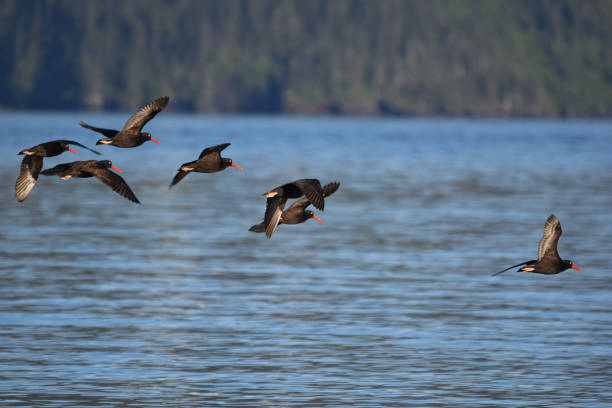 Black oystercatchers flying over the fjord