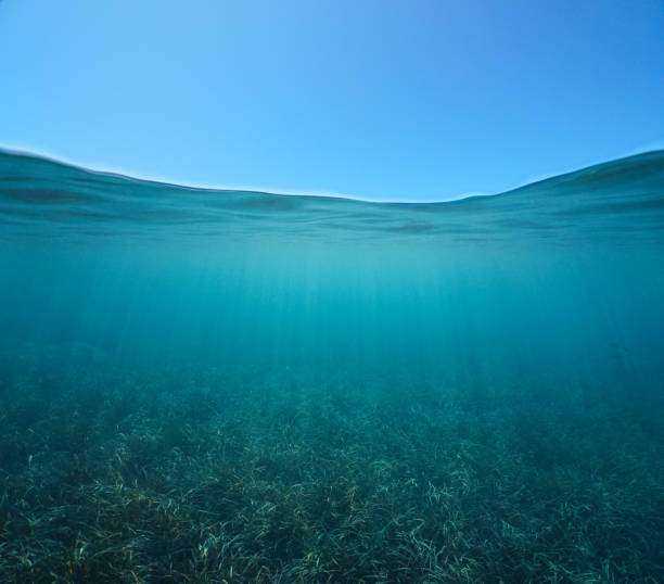 istock Blue sky with sea grass underwater over under water 1417713552