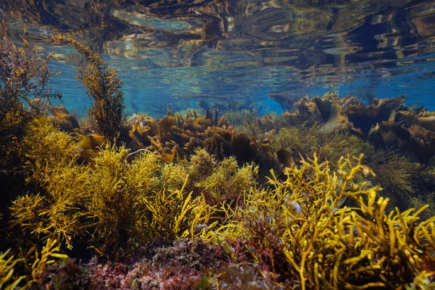 istock Brown algae in the ocean underwater seascape in shallow water 1417714719