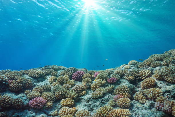 istock Coral reef and sunlight underwater in the ocean 1417715575