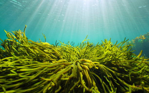 istock Green algae and natural sunlight underwater seascape in the ocean 1417715799