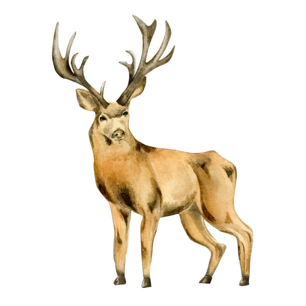istock Deer, horned animal watercolor illustration isolated on white background. 1417716451
