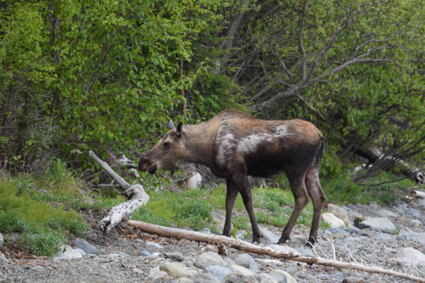 Riverbank Moose A female moose standing along a rocky riverbank alces alces gigas stock pictures, royalty-free photos & images