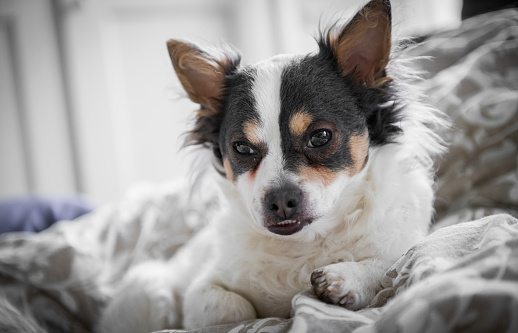 Young Chihuahua-Jack Russel mixed breed dog in the morning in bed of his owners.