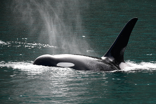 An orca whale covered in mist from its breath